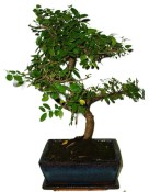 Pokojová bonsai - Sagerethia thea 367