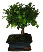 Zelkova 707 - pokojové bonsaje 