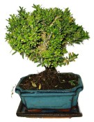 Buxus harlandi - korkový buxus -  762