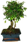 Zelkova 708 - pokojové bonsaje 