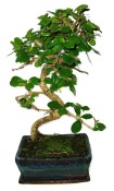 Pokojová bonsaj Carmona microphylla - čaj fuki 652