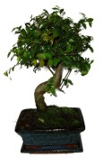 Zelkova 709 - pokojové bonsaje 