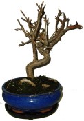 Malus - Třešňoplodá jabloň 661