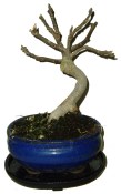 Ficus carica - fíkovník plodící fíky 873