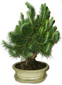 Bonsai Pinus halepensis 466