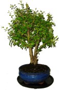 Punica granatum - granátovník 461