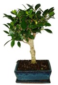 Ficus retusa - fíkovník - bonsai 713