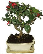 Ilex 351 - venkovní bonsaje