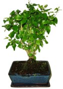 Ligustrum chinensis ptačí zob 716