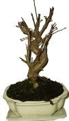 Malus - Třešňoplodá jabloň 755