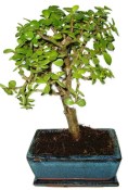 Tlustice - Portulacaria Afra 717