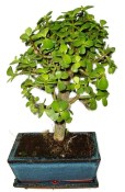 Tlustice - Portulacaria Afra 719