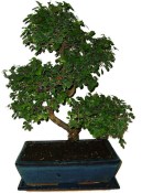 Pokojová bonsai - Sagerethia thea 367
