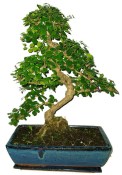 Pokojová bonsaj Carmona microphylla - čaj fuki 652