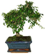 Zelkova 722 - pokojové bonsaje 