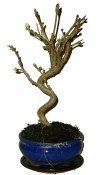 Malus - Třešňoplodá jabloň 756