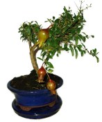 Punica granatum - granátové jablíčko 214