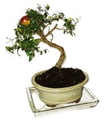 Punica granatum - granátové jablíčko 214