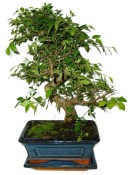 Zelkova 724 - pokojové bonsaje 