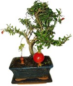 Punica granatum - granátové jablíčko 214