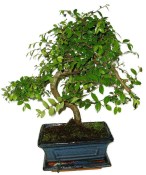Zelkova 725 - pokojové bonsaje 
