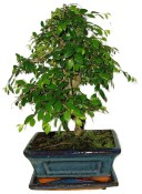 Zelkova 726 - pokojové bonsaje 