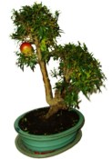 Punica granatum - granátové jablíčko 214