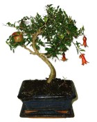 Punica granatum - granátové jablíčko 214