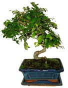 Zelkova 728 - pokojové bonsaje 