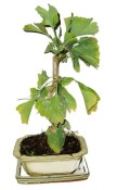 Gingko biloba - jinan dvoulaločný 034