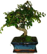 Zelkova 729 - pokojové bonsaje 