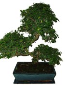 Pokojová bonsai - Sagerethia thea 367