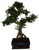 Zelkova 730 - pokojové bonsaje 