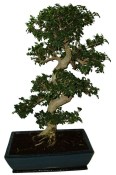 Zelkova 604 - pokojové bonsaje 