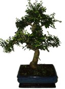 Zelkova 731 - pokojové bonsaje 