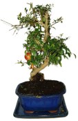 Punica granatum - granátové jablíčko 214