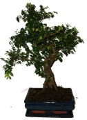 Zelkova 732 - pokojové bonsaje 