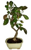 Malus - Třešňoplodá jabloň 732