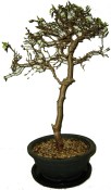 Venkovní bonsaje - Corylus - Líska 201