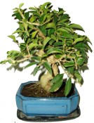 Ligustrum sp. ptačí zob 733
