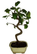 Malus - Třešňoplodá jabloň 733