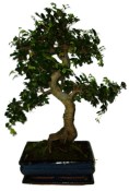 Zelkova 734 - pokojové bonsaje 