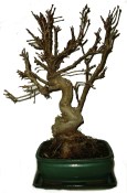 Malus - Třešňoplodá jabloň 723