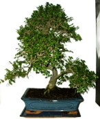 Zelkova 735 - pokojové bonsaje 