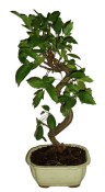 Malus - Třešňoplodá jabloň 736