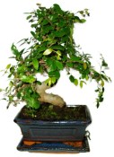 Zelkova 737 - pokojové bonsaje 