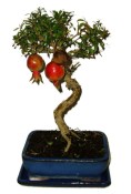 Punica granatum - granátové jablíčko 214