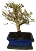 Punica granatum - granátovník 262