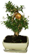 Punica granatum - granátové jablíčko 214
