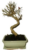 Punica granatum - granátovník 462